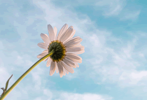 卡片合成宝珠的装置叫什么 卡片合成